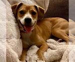 Small #3 Labrador Retriever Mix