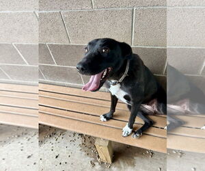 Mutt Dogs for adoption in Pampa, TX, USA