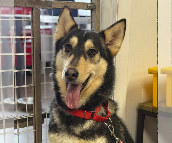 Medium Photo #2 Siberian Husky-Unknown Mix Puppy For Sale in Canton, CT, USA