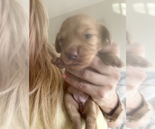 Medium Photo #8 Dachshund Puppy For Sale in SAN DIEGO, CA, USA