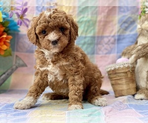 Goldendoodle (Miniature) Puppy for sale in LANCASTER, PA, USA