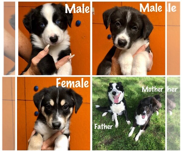 Medium Photo #1 Border Collie-Siberian Husky Mix Puppy For Sale in MOORELAND, IN, USA