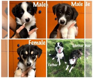 Border Collie-Siberian Husky Mix Puppy for sale in MOORELAND, IN, USA