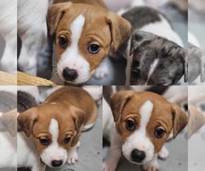 Jack Russell Terrier Puppy for sale in LIVE OAK, FL, USA