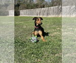 Small #6 Doberman Pinscher Mix