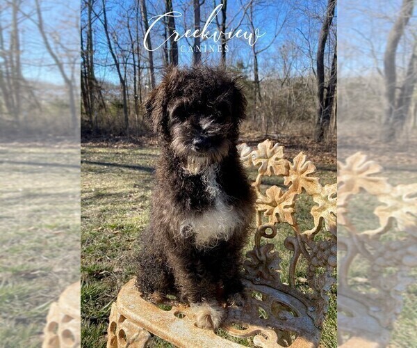 Medium Photo #2 Schnoodle (Miniature) Puppy For Sale in NIANGUA, MO, USA
