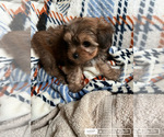 Puppy Puppy 1 YorkiePoo