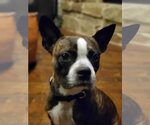 Small Photo #5 Boston Terrier Puppy For Sale in Little Elm, TX, USA