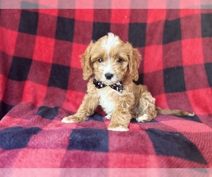 Cavapoo Puppy for sale in LAKELAND, FL, USA