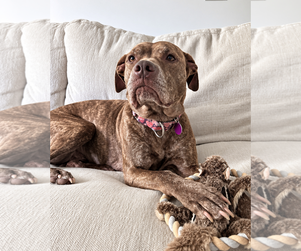 Medium Photo #2 American Pit Bull Terrier-Unknown Mix Puppy For Sale in Westminster, MA, USA