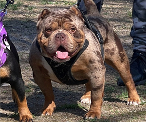 Father of the American Bully puppies born on 05/03/2022