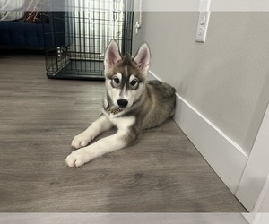 Siberian Husky Puppy for sale in KANSAS CITY, MO, USA