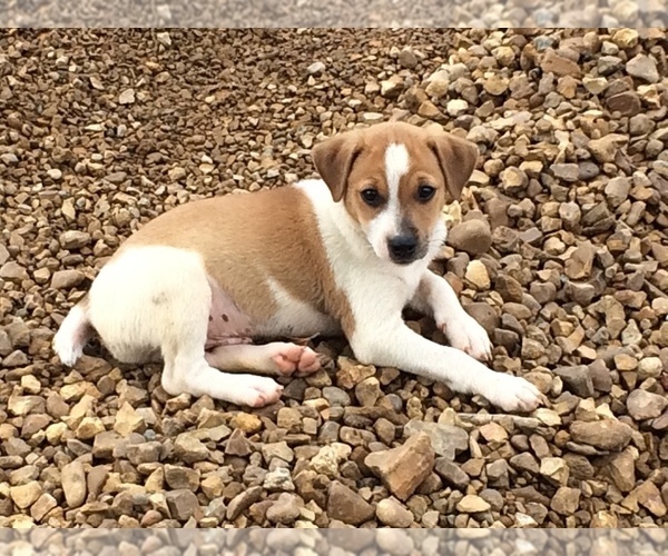 Medium Photo #10 Jack Russell Terrier Puppy For Sale in HURRICANE MILLS, TN, USA