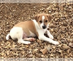 Small Photo #10 Jack Russell Terrier Puppy For Sale in HURRICANE MILLS, TN, USA
