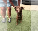 Small #1 Australian Kelpie-Labrador Retriever Mix