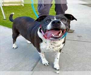 American Pit Bull Terrier-Labrador Retriever Mix Dogs for adoption in Long Beach, CA, USA