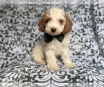 Small #1 Cockapoo (Miniature)