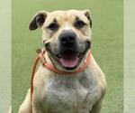 Small #1 American Pit Bull Terrier
