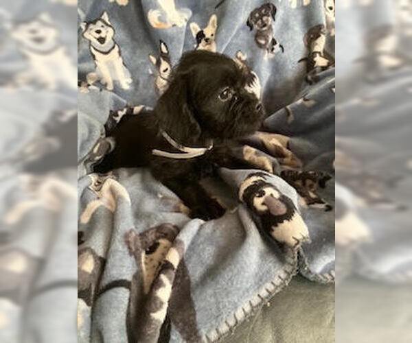 Medium Photo #1 Pug-Shih Tzu Mix Puppy For Sale in Lakewood, CO, USA