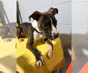 American Pit Bull Terrier-Unknown Mix Dogs for adoption in Mukwonago, WI, USA