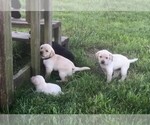 Small Photo #3 Labrador Retriever Puppy For Sale in GROESBECK, TX, USA