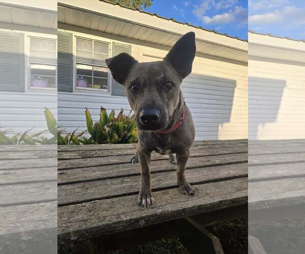 Medium Photo #3 Dachshund-Unknown Mix Puppy For Sale in Oakhurst, NJ, USA