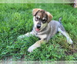 Small #3 Alaskan Malamute Mix