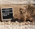 Small #2 Golden Retriever
