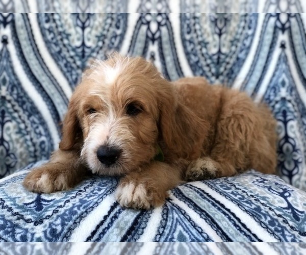 Medium Photo #6 Labradoodle Puppy For Sale in LAKELAND, FL, USA