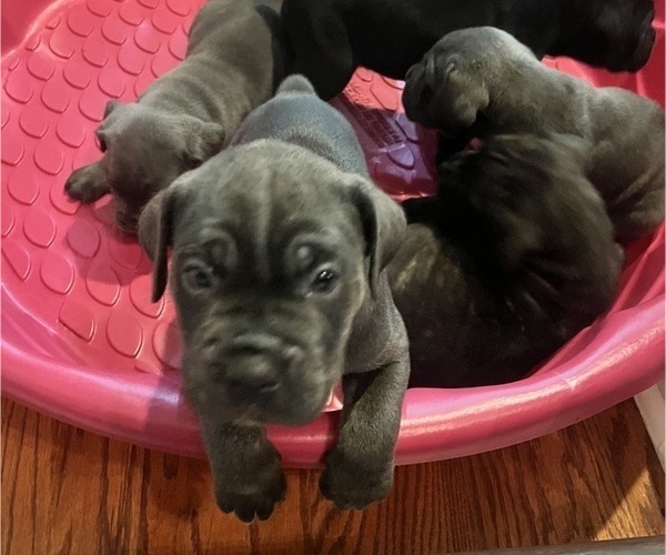 Medium Photo #3 Cane Corso Puppy For Sale in MONTGOMERY, AL, USA