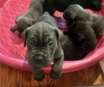 Small #2 Cane Corso