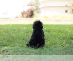 Small Photo #8 Schnoodle (Miniature) Puppy For Sale in WARSAW, IN, USA