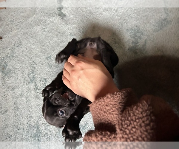 Medium Photo #10 Pug Puppy For Sale in BLOOMINGTON, IL, USA