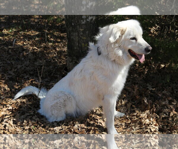 Medium Photo #4 Great Pyrenees-Unknown Mix Puppy For Sale in Spring, TX, USA