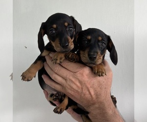 Dachshund Puppy for sale in CHARLOTTESVILLE, VA, USA