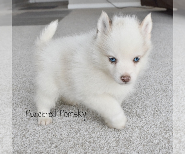 Medium Photo #1 Pomsky Puppy For Sale in KANSAS CITY, MO, USA