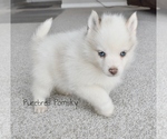 Image preview for Ad Listing. Nickname: Teddy Pomsky