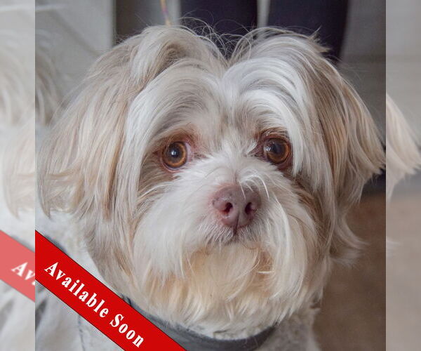 Medium Photo #1 Shih Tzu Puppy For Sale in Huntley, IL, USA