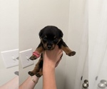 Puppy Pink Rottweiler