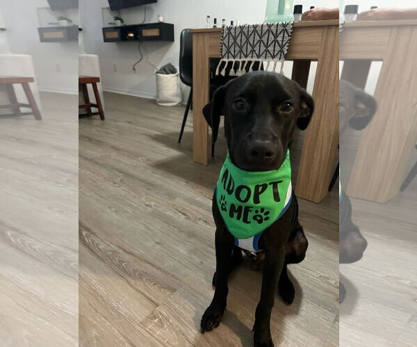 Medium Photo #6 Rottweiler-Unknown Mix Puppy For Sale in miami, FL, USA