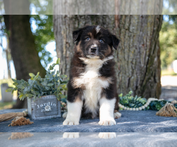 Medium Photo #12 Australian Shepherd Puppy For Sale in CHRISTIANA, PA, USA