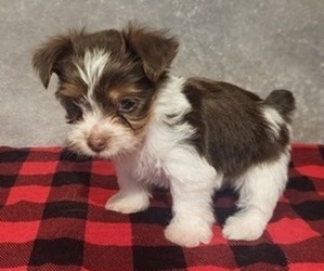 Yorkshire Terrier Puppy for sale in KINGMAN, AZ, USA
