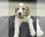 Puppy Libby Saint Berdoodle
