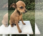 Small Photo #1 Chihuahua Puppy For Sale in GOSHEN, IN, USA
