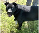 Small #4 American Pit Bull Terrier Mix