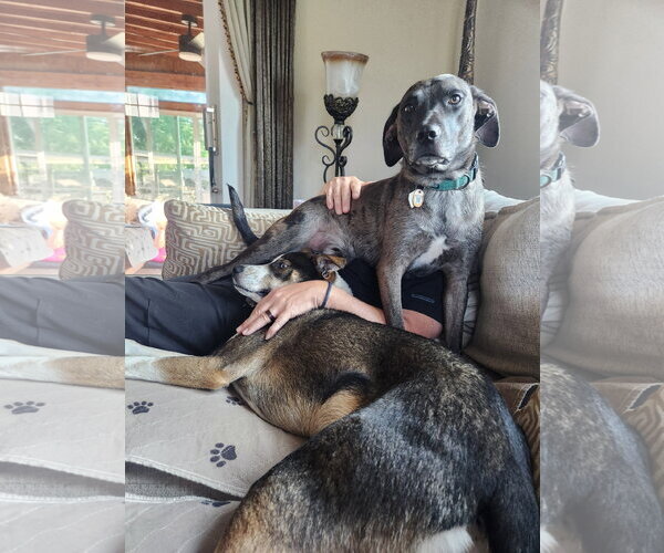 Medium Photo #4 Catahoula Leopard Dog Puppy For Sale in Oakhurst, NJ, USA