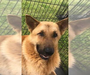 German Shepherd Dog-Unknown Mix Dogs for adoption in LANEVILLE, TX, USA