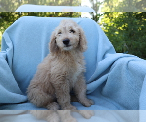 Goldendoodle (Miniature) Puppy for sale in SHILOH, OH, USA