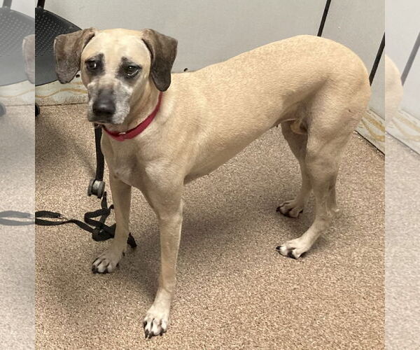 Medium Photo #5 Black Mouth Cur-Unknown Mix Puppy For Sale in Sanford, FL, USA