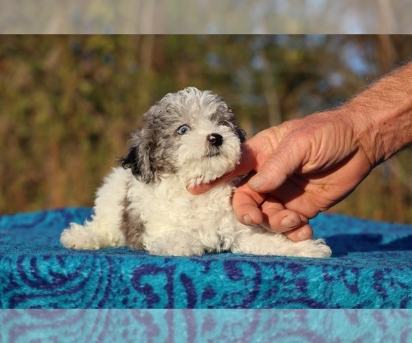 Medium Photo #7 Goldendoodle (Miniature) Puppy For Sale in DYERSBURG, TN, USA
